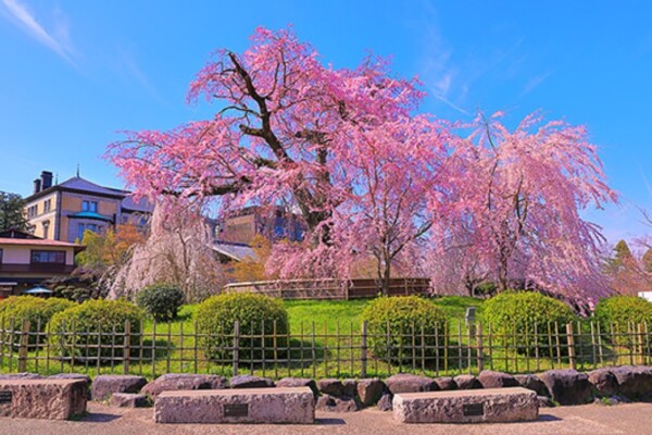 【婚活バー】お花見散策コンパ in 京都サムネイル